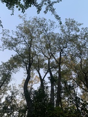 Populus deltoides