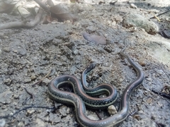 Thamnophis proximus rubrilineatus