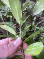 Alseuosmia macrophylla