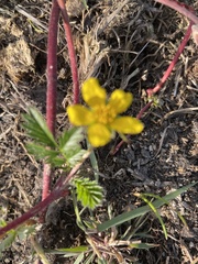 Potentilla argentea