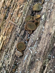 Chlorencoelia versiformis