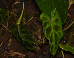 Philodendron verrucosum