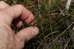 Westringia tenuicaulis