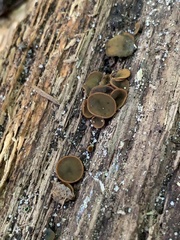 Chlorencoelia versiformis