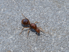 Aphaenogaster
