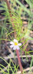 Cosmos parviflorus