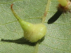 Caryomyia