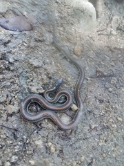 Thamnophis proximus rubrilineatus