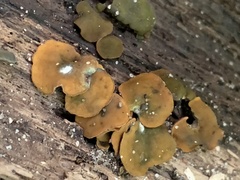 Chlorencoelia versiformis