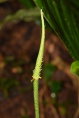 Philodendron verrucosum