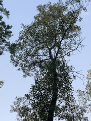 Populus deltoides