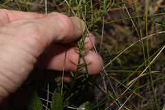 Westringia tenuicaulis