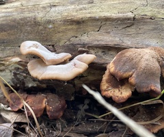 Lentinellus