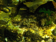 Artedius harringtoni