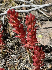 Rhodiola