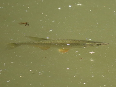 Notemigonus crysoleucas