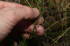 Westringia tenuicaulis