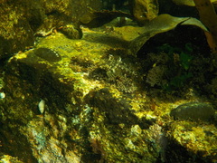 Artedius harringtoni