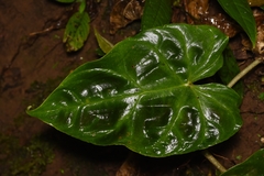 Philodendron verrucosum
