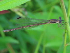 Lestidae