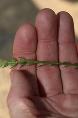 Westringia tenuicaulis