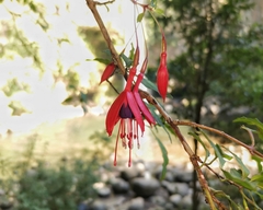 Fuchsia magellanica