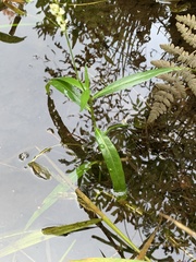 Persicaria hydropiperoides