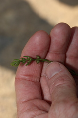 Westringia tenuicaulis