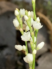 Persicaria hydropiperoides