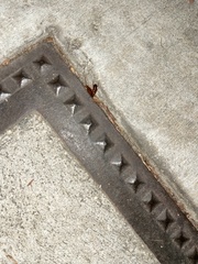 Periplaneta americana