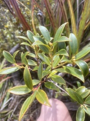 Metrosideros umbellata