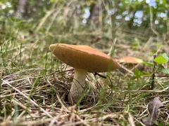 Suillus granulatus