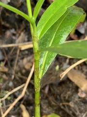 Persicaria hydropiperoides
