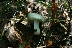 Virescentinae