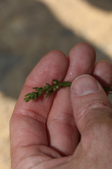 Westringia tenuicaulis