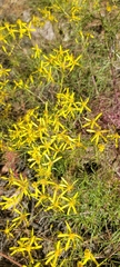 Senecio spartioides