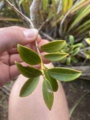 Metrosideros umbellata