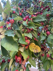 Malus prunifolia