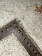 Periplaneta americana