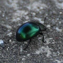 Leptinotarsa haldemani