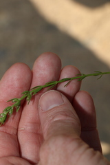 Westringia tenuicaulis