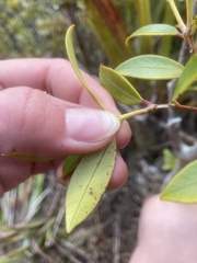 Metrosideros umbellata