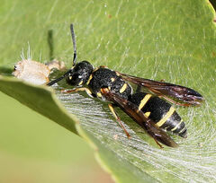 Parancistrocerus pedestris