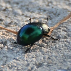 Leptinotarsa haldemani