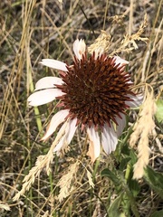 Echinacea