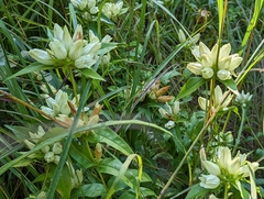Gentiana alba