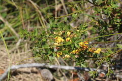 Daviesia umbellulata