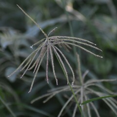 Chloris × subdolichostachya