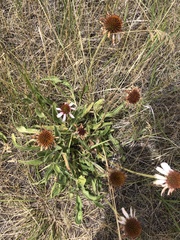 Echinacea
