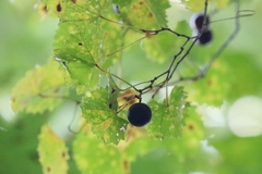Vitis rotundifolia